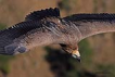  Kızıl akbaba / Gyps fulvus / Griffon vulture